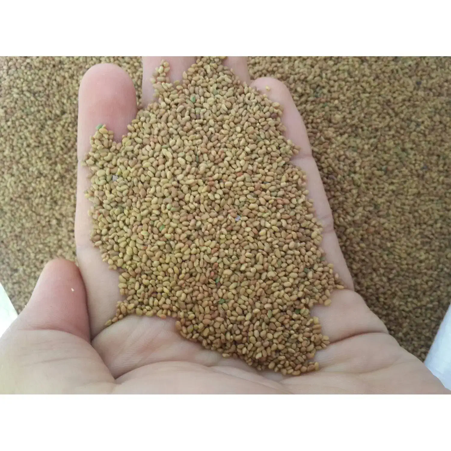 بذر بدون بوجاری|لوازم جانبی حیوانات|باروق, |دیوار