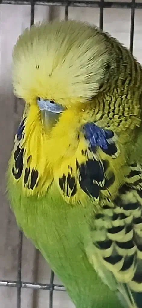 مرغ عشق انگلیسی نر|پرنده|ری, صفاییه (چشمه علی)|دیوار