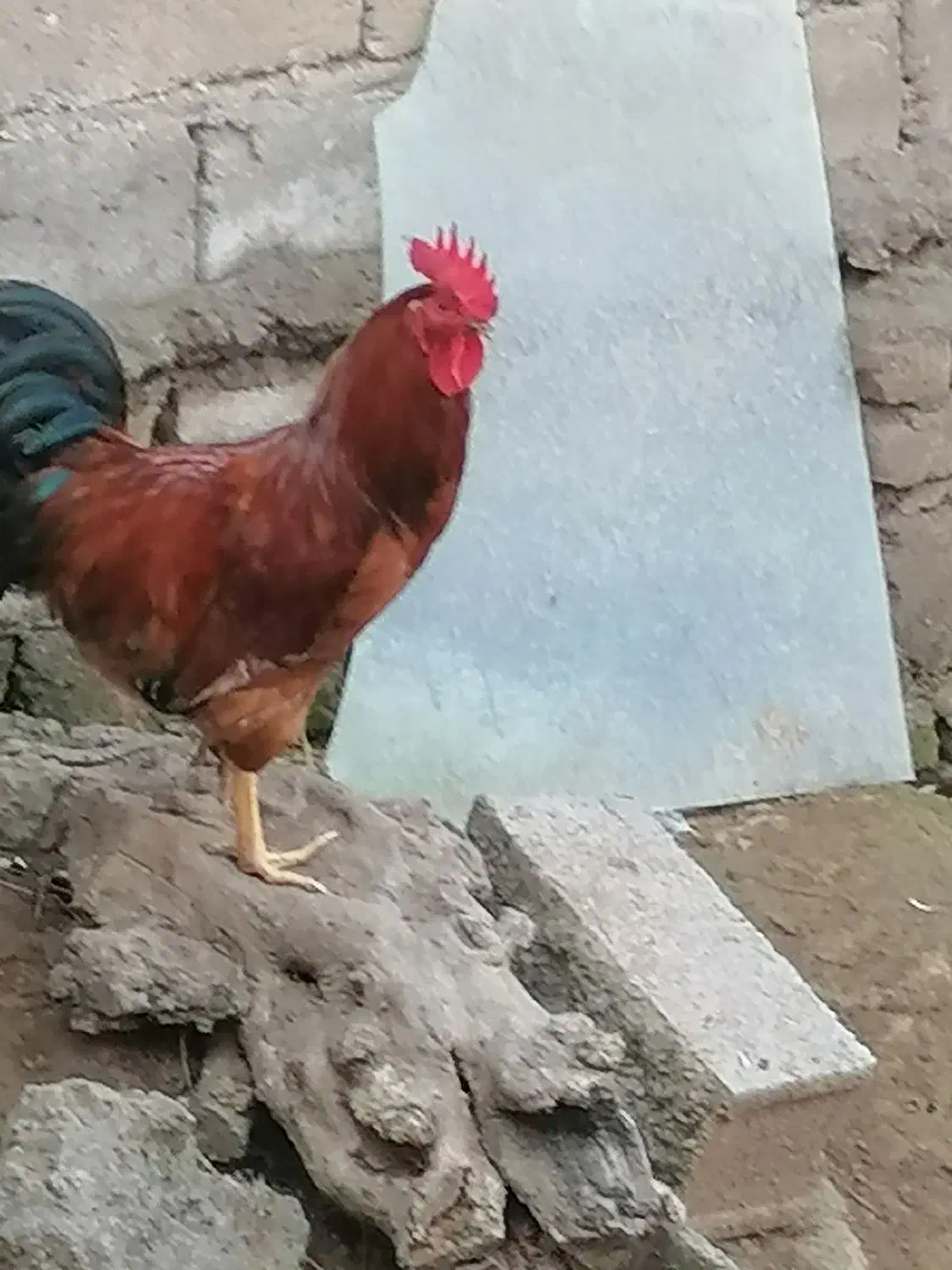 فروش خروس محلی اصیل|حیوانات مزرعه|بابکان, |دیوار