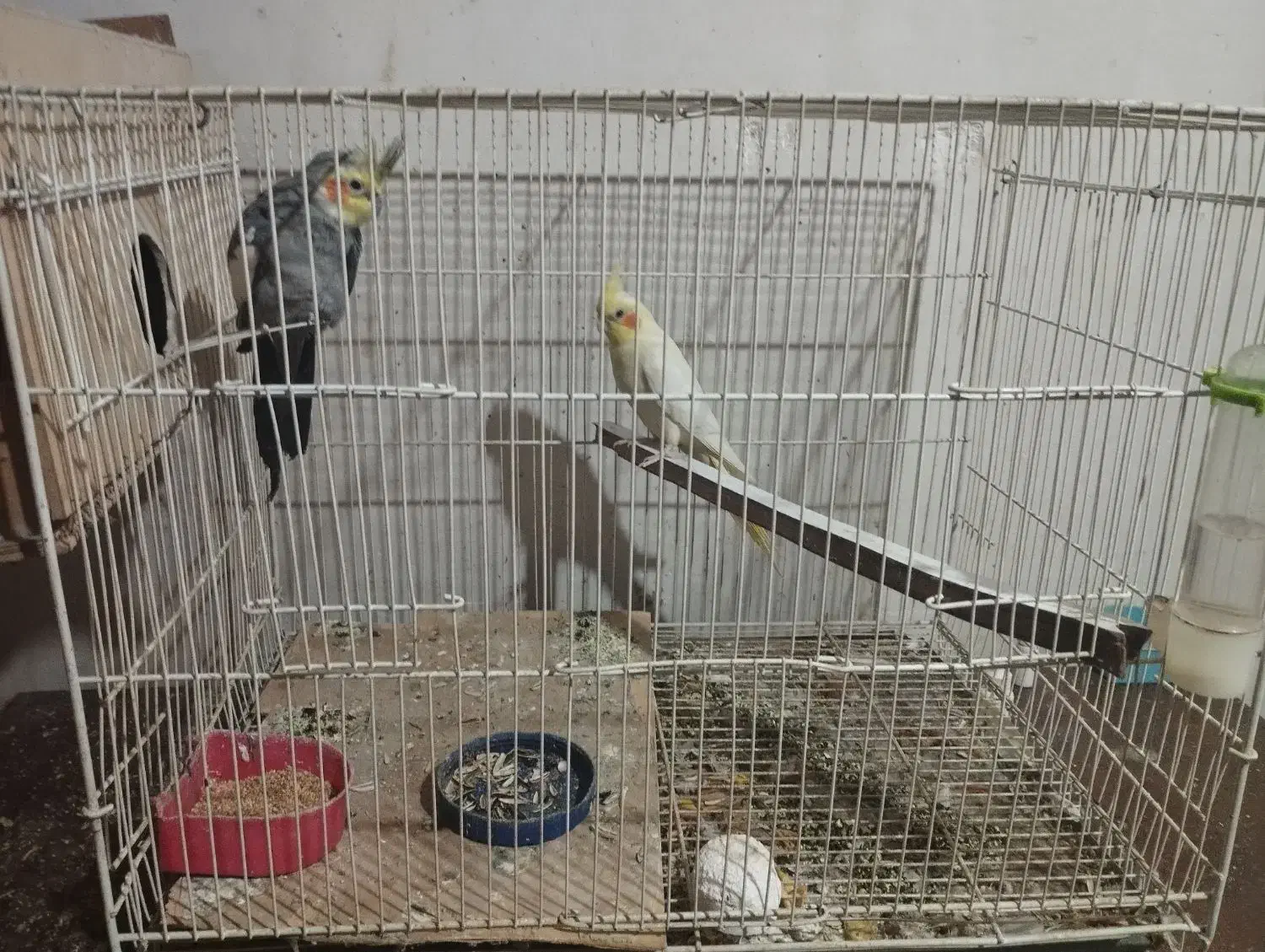 عروس هلندی یک جفت لتیونو واهویی1400000|پرنده|گرگان, |دیوار