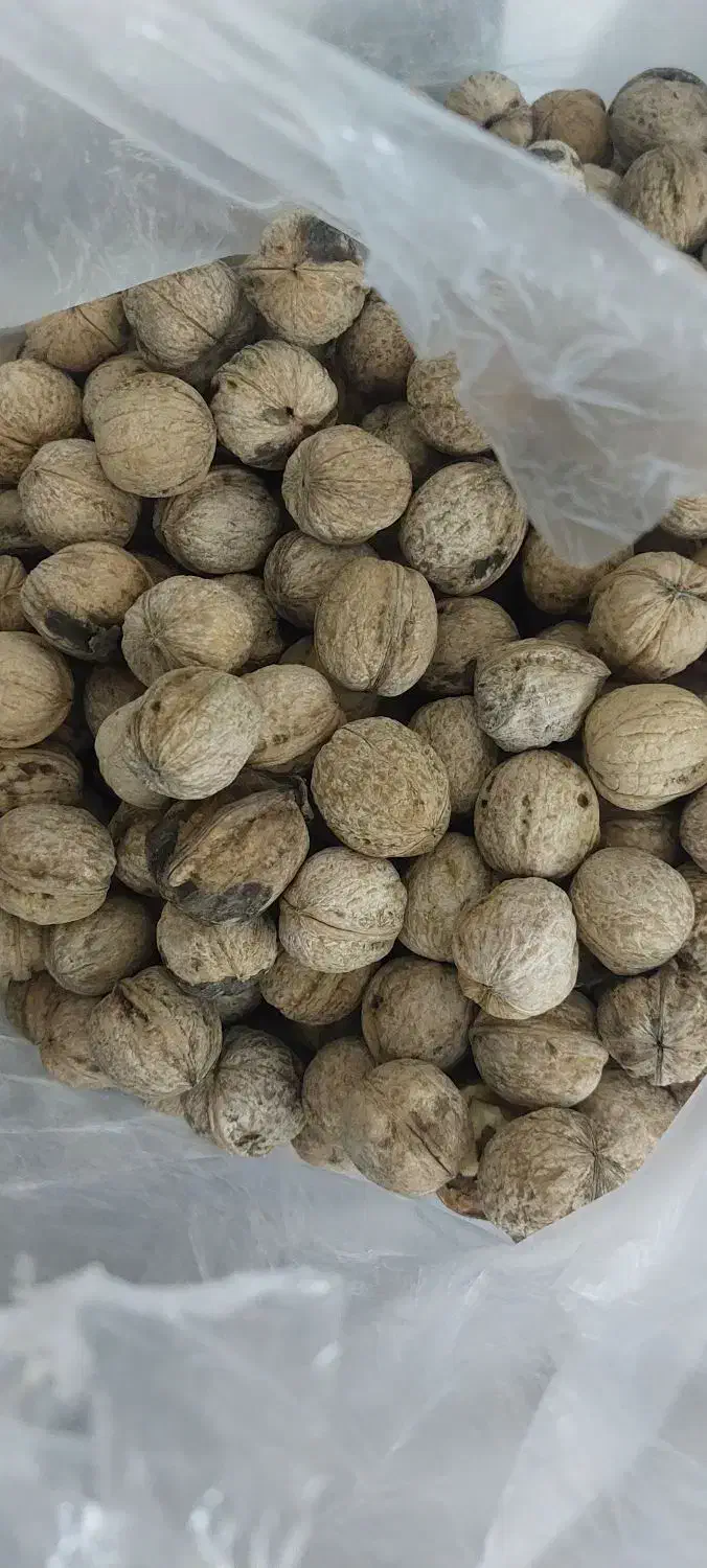 گردو خوش طعم|خوردنی و آشامیدنی|جم, |دیوار