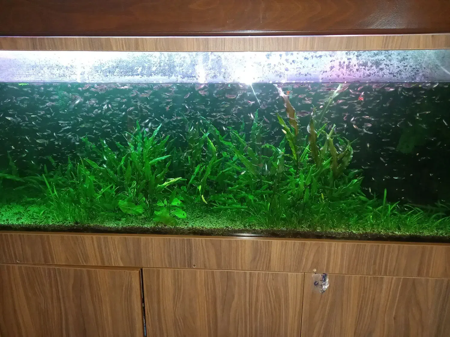 اکواریوم ۱۵۰×۶۰×۵۰|ماهی|تهران, شهرک امام خمینی|دیوار