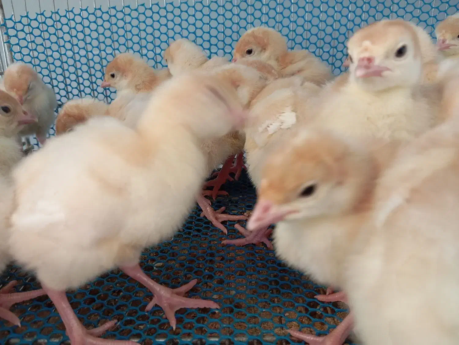 بوقلمون گوشتی2روزه|حیوانات مزرعه|جیرفت, |دیوار