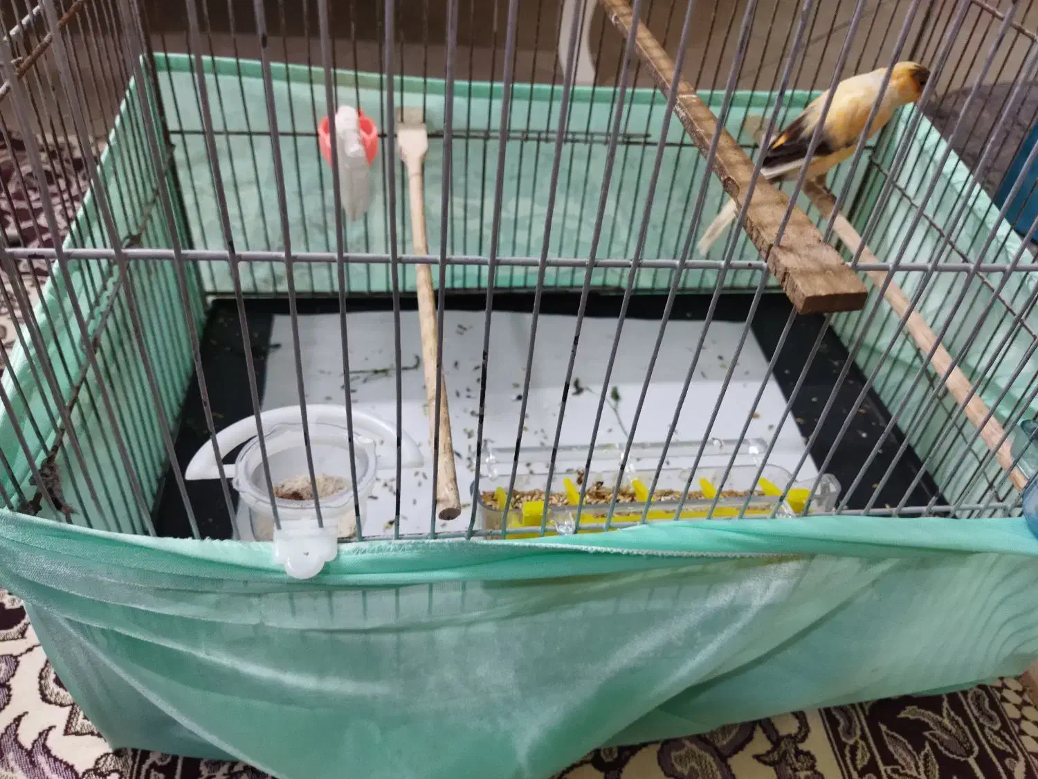 قناری|پرنده|تهران, فلاح|دیوار