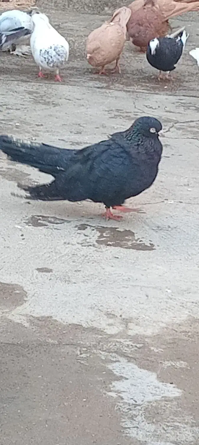 کبوتر|پرنده|میاندوآب, |دیوار