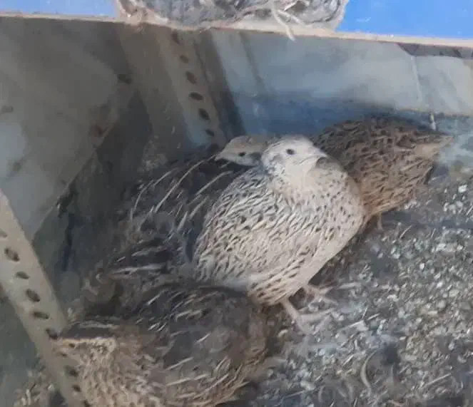 بلدرچین نر و ماده|حیوانات مزرعه|بروجرد, |دیوار