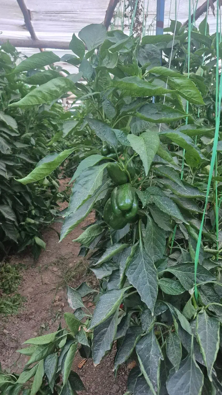 گلخانه سنتی|فروش دفتر صنعتی، کشاورزی، تجاری|فولادشهر, A2|دیوار