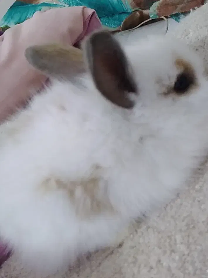 بچه خرگوش لوپ|موش و خرگوش|گرگان, |دیوار