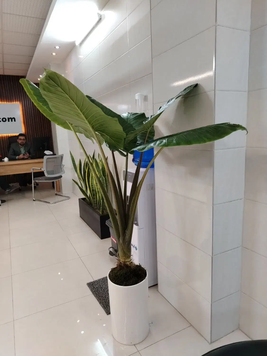 گلکده پاچیرا|گل و گیاه طبیعی|یزد, |دیوار