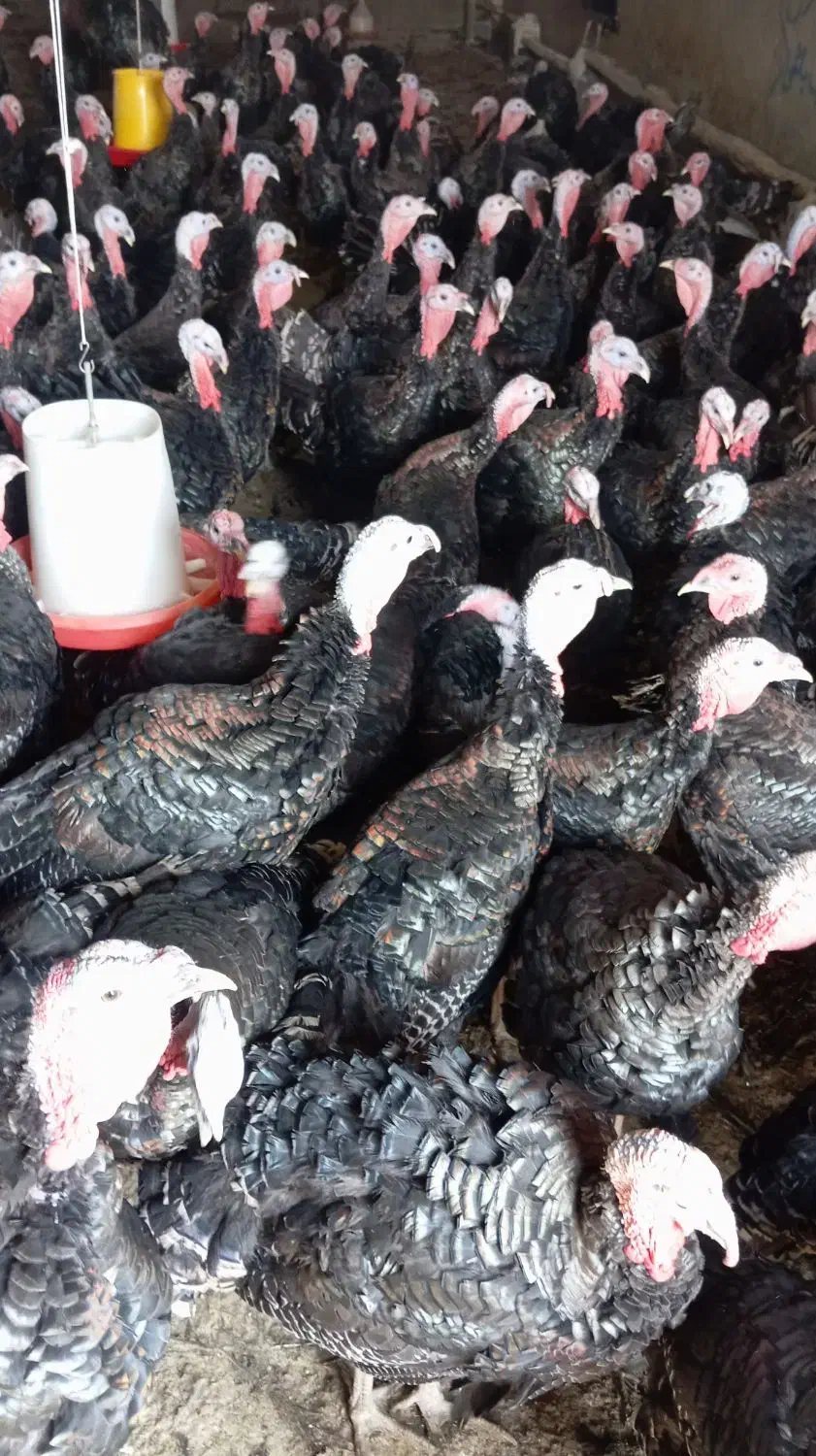 بوقلمون نر|حیوانات مزرعه|هریس, |دیوار