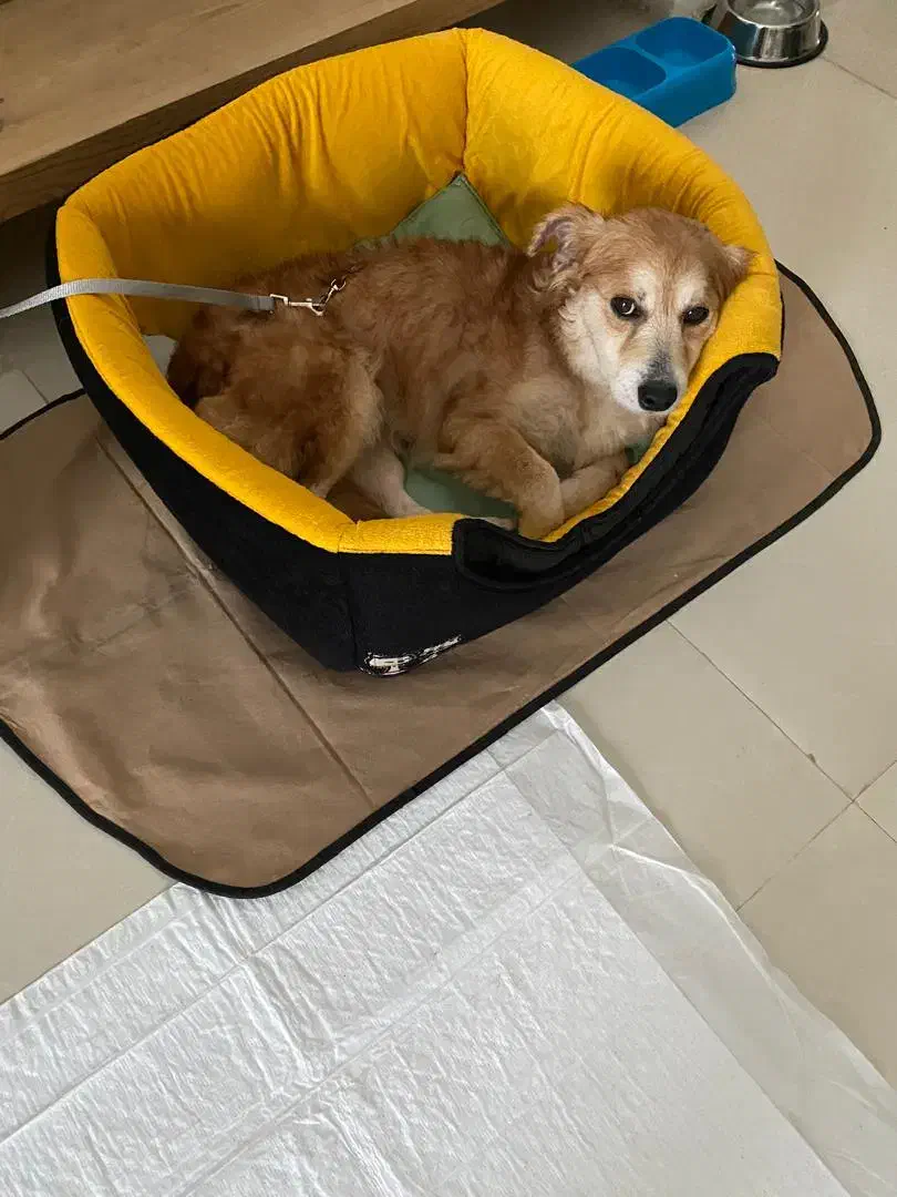 سگ آشپیتز ماده|سگ|رشت, گلسار|دیوار