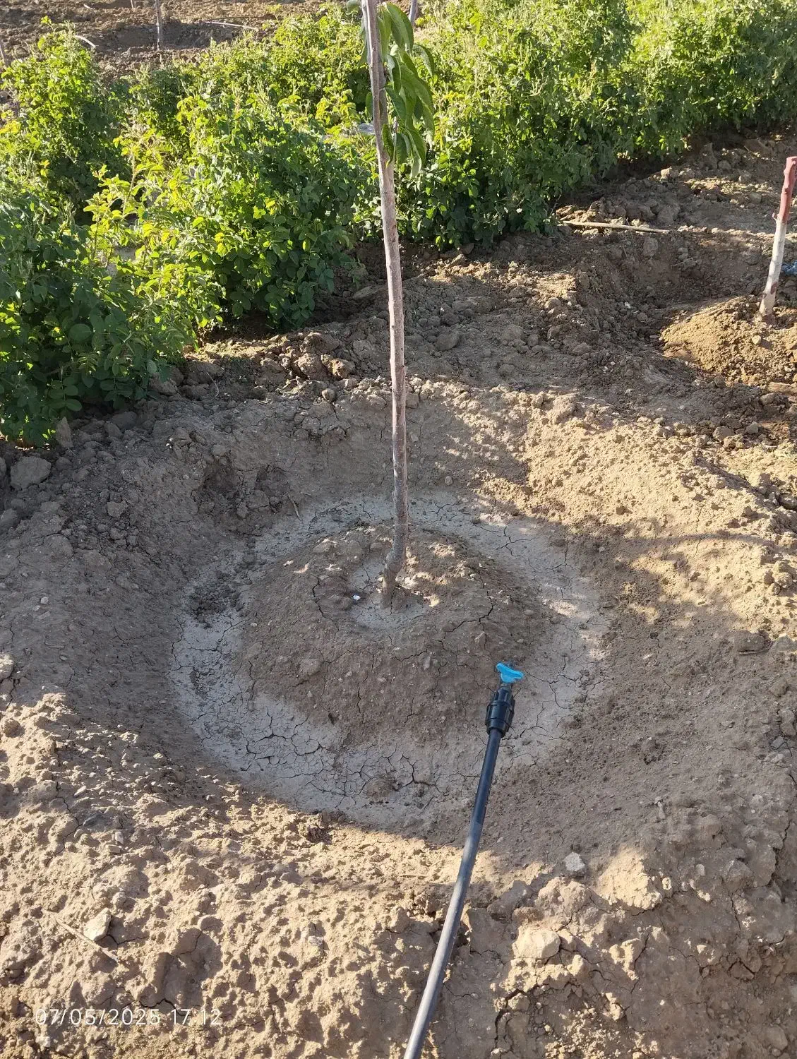 باغبانی|خدمات باغبانی و درختکاری|همدان, |دیوار