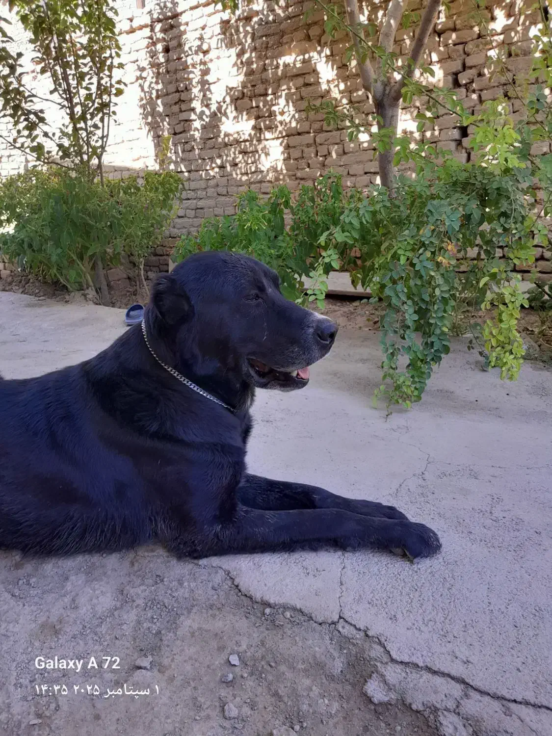 سگ نگهبان|سگ|مشهد, فرخد|دیوار