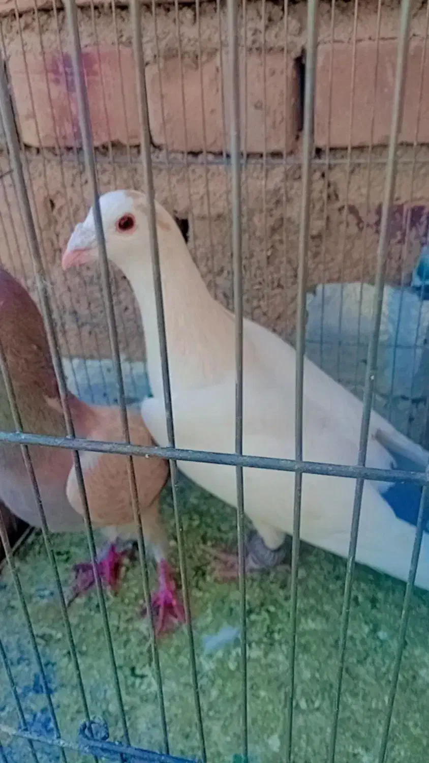 کفتر پشت گراف و دمبی|پرنده|تربت جام, جامرود|دیوار