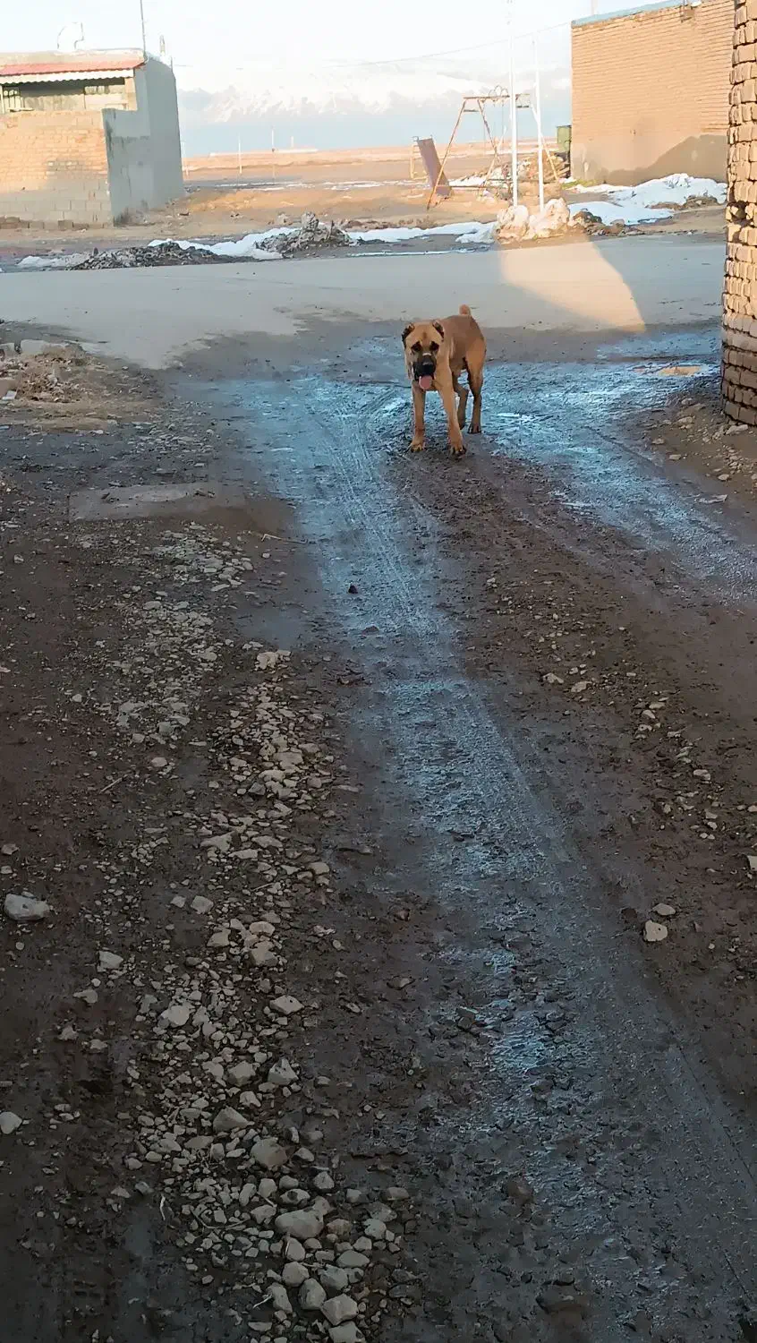 سگ گله|سگ|میان جلگه, |دیوار