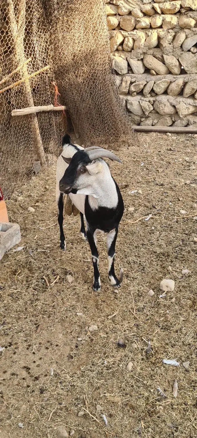 نری زیبای سومال ۲ ساله مخصوص داشت|حیوانات مزرعه|بندرعباس, |دیوار