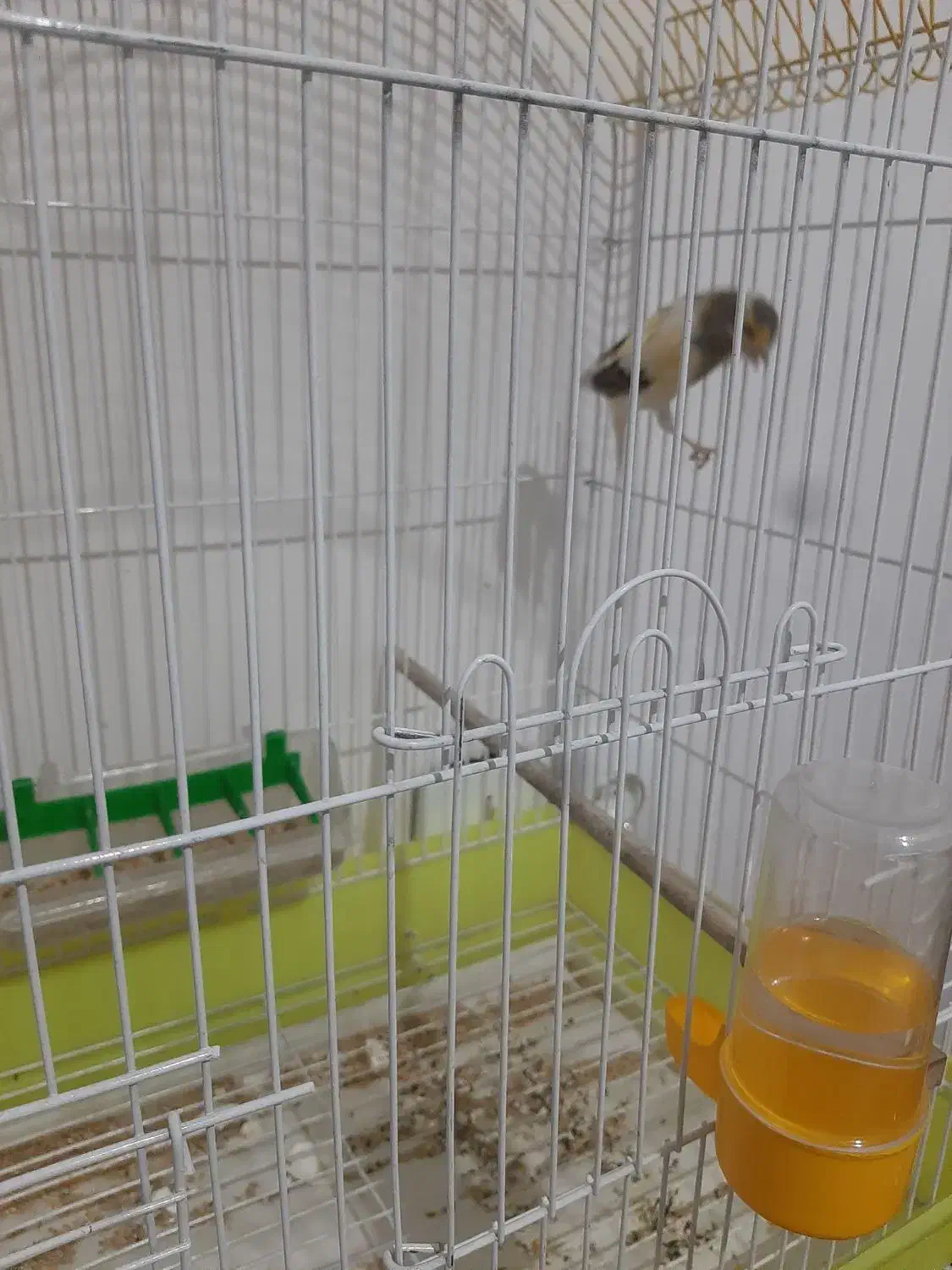 قناری نر|پرنده|اسلام‌شهر, مظفریه|دیوار