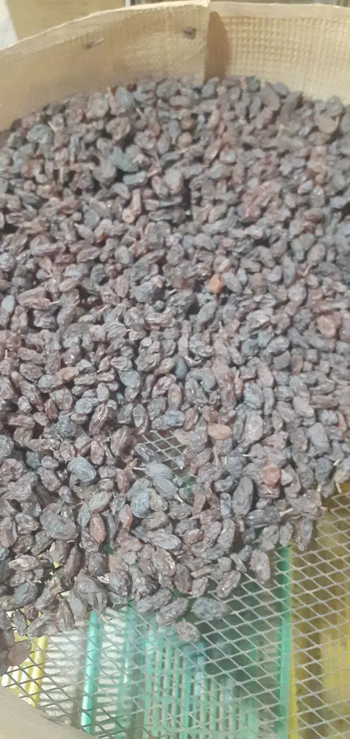 کشمش آفتابی ارگانیگ|خوردنی و آشامیدنی|تاکستان, |دیوار