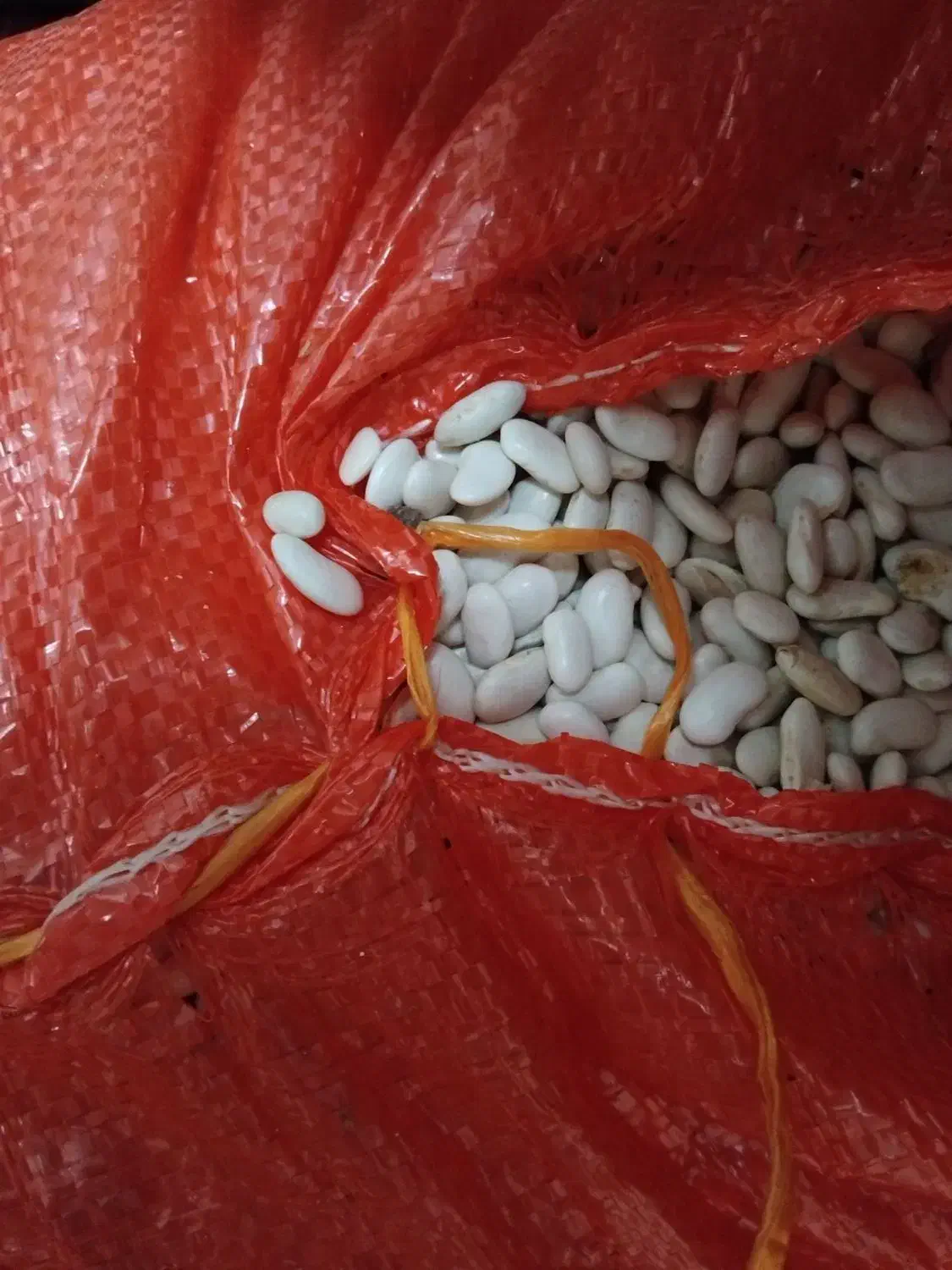 لوبیا سفید|خوردنی و آشامیدنی|اردبیل, |دیوار