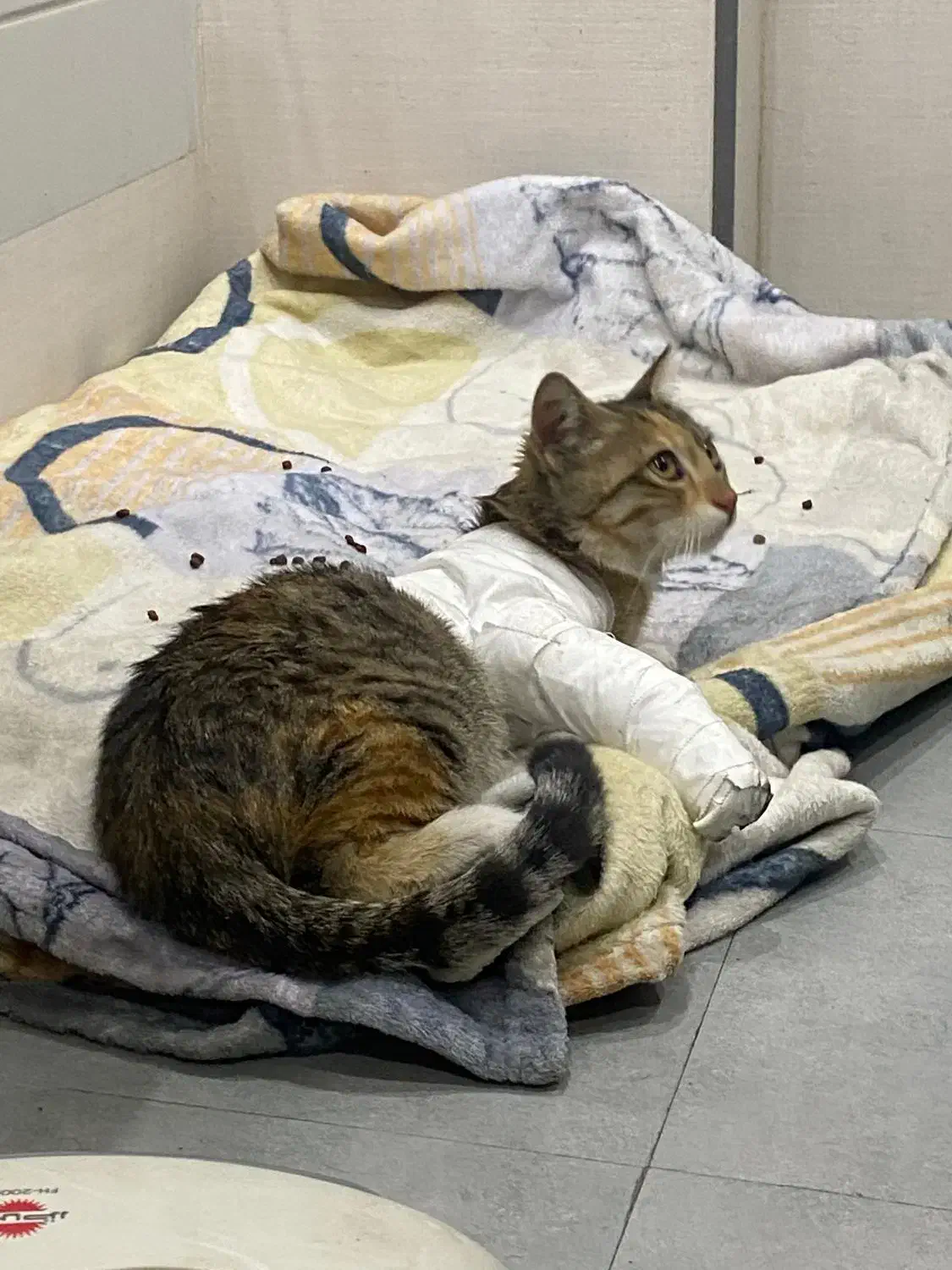 واگذاری گربه DSH|گربه|تهران, جمال‌زاده|دیوار