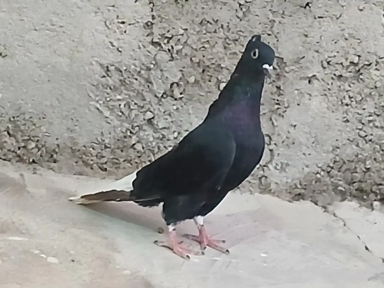 اشعل ماده|پرنده|لالی, |دیوار