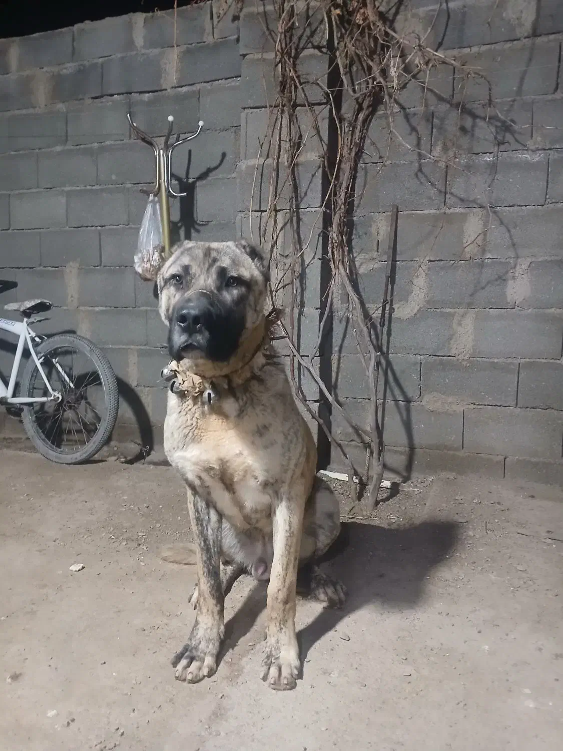 سگ فروشی|سگ|فیروزه, |دیوار