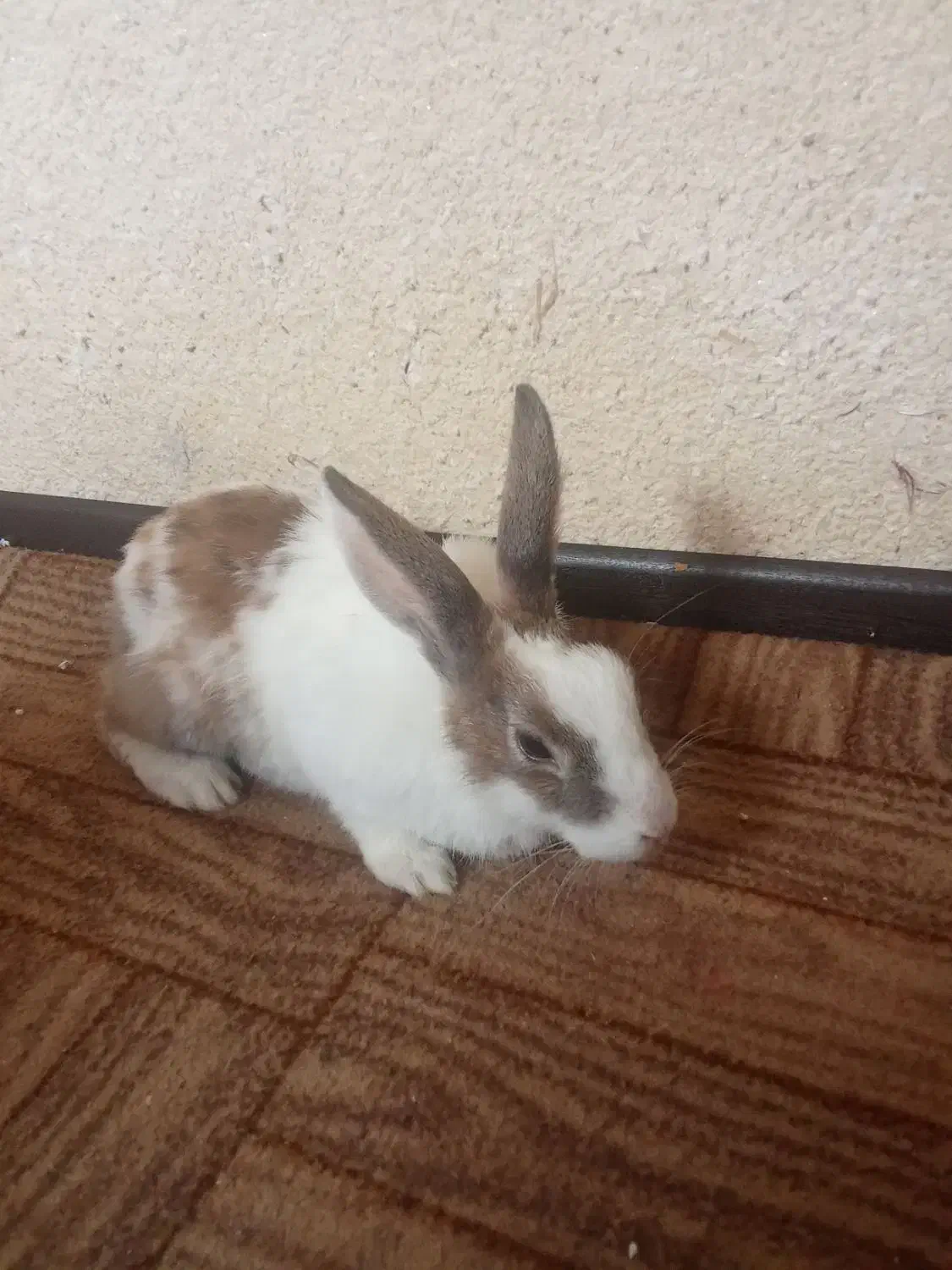 خرگوش|موش و خرگوش|پیشوا, |دیوار