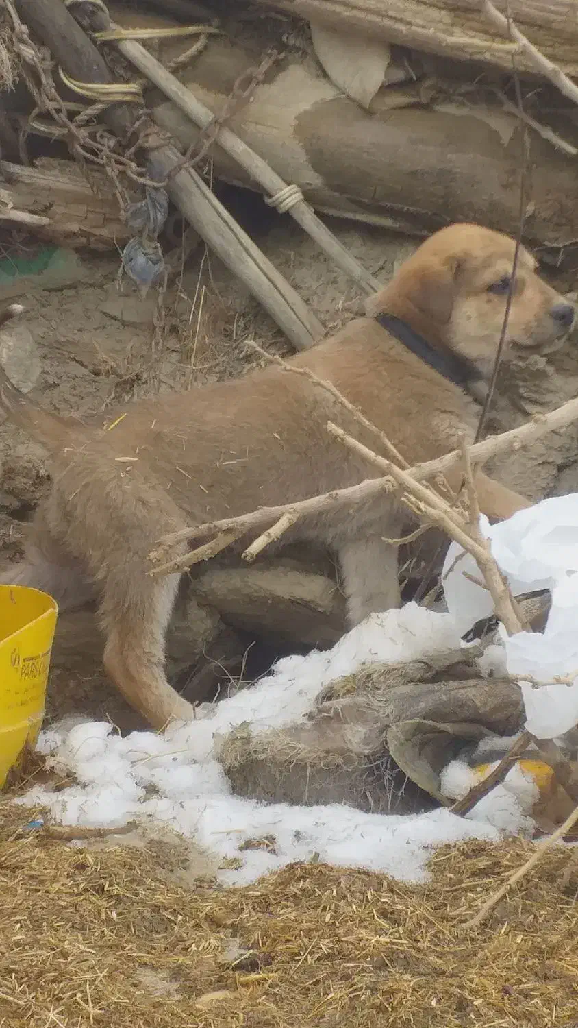 توله نر|سگ|سروآباد, |دیوار