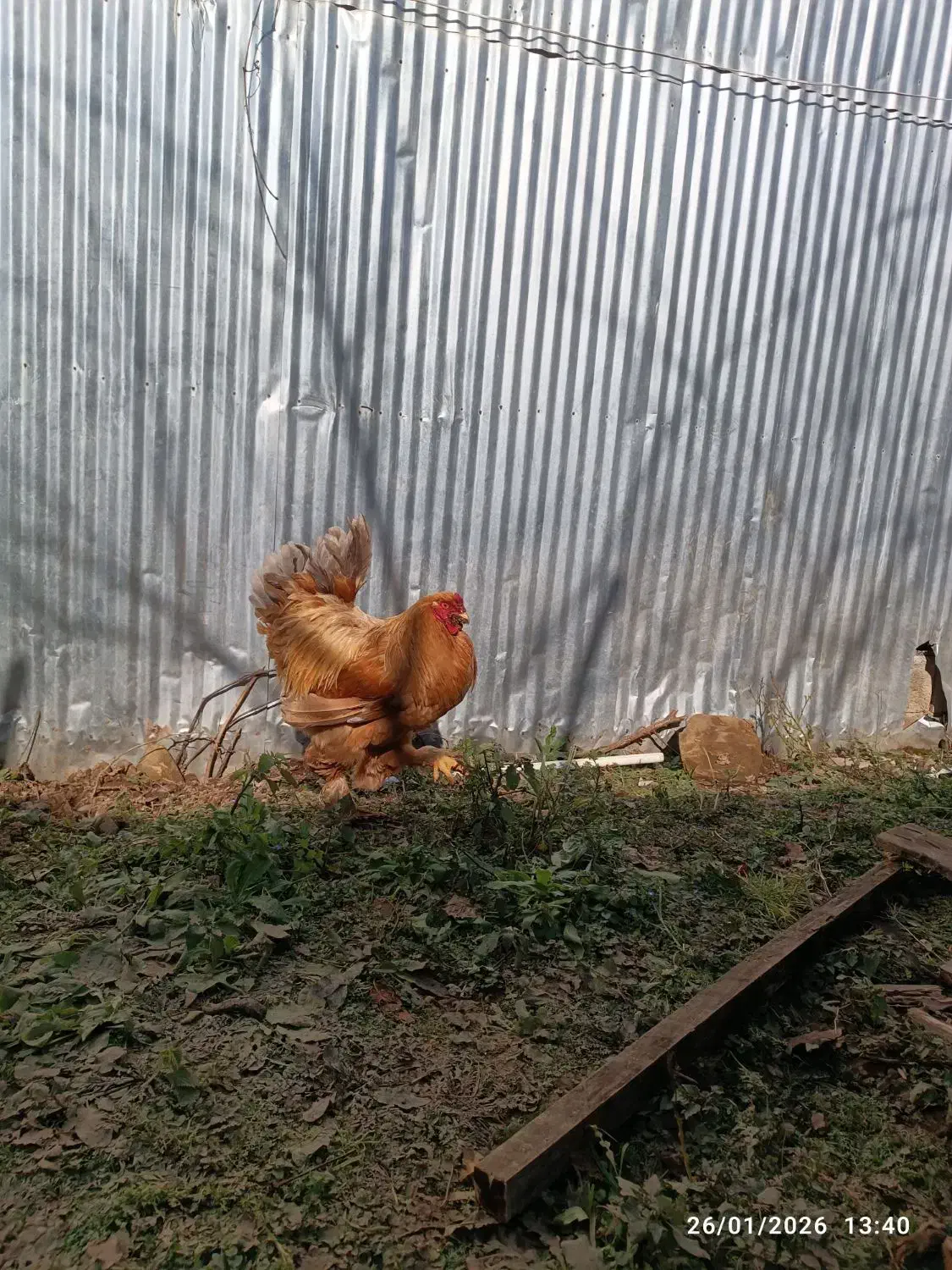 خروس برهما اصیل|حیوانات مزرعه|لاهیجان, آهندان|دیوار