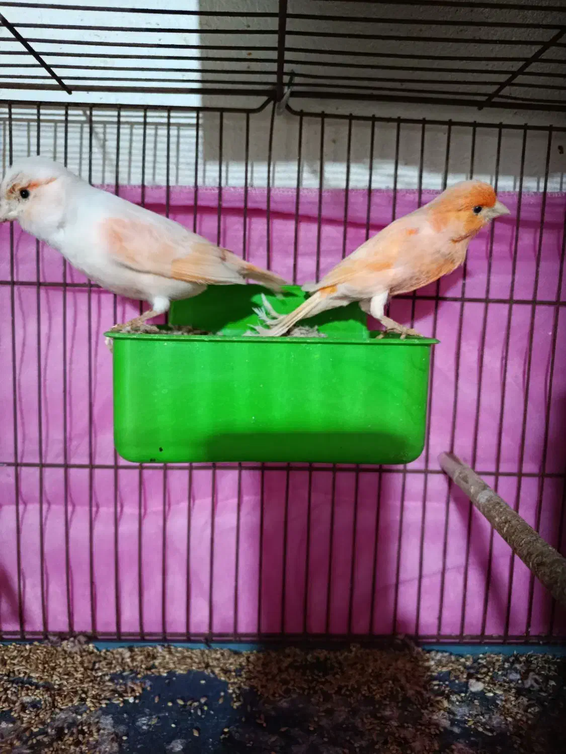 قناری جفت|پرنده|بندرعباس, |دیوار