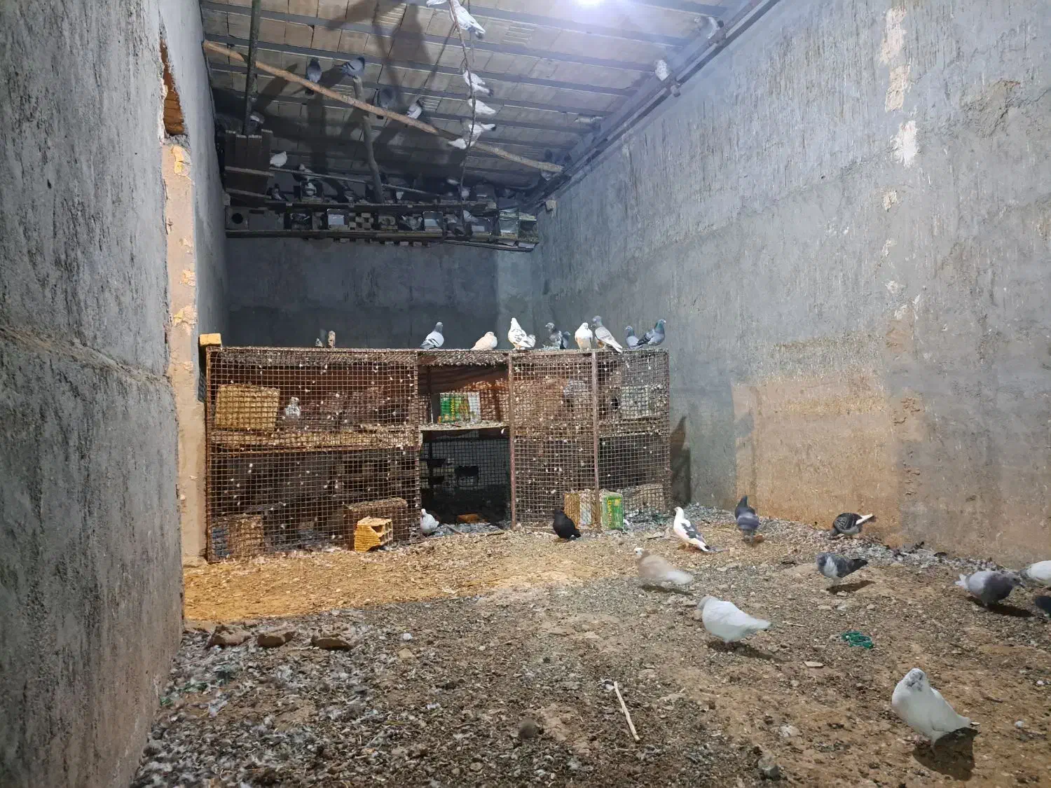 کفتر پرشی زاجر|پرنده|اشکذر, |دیوار