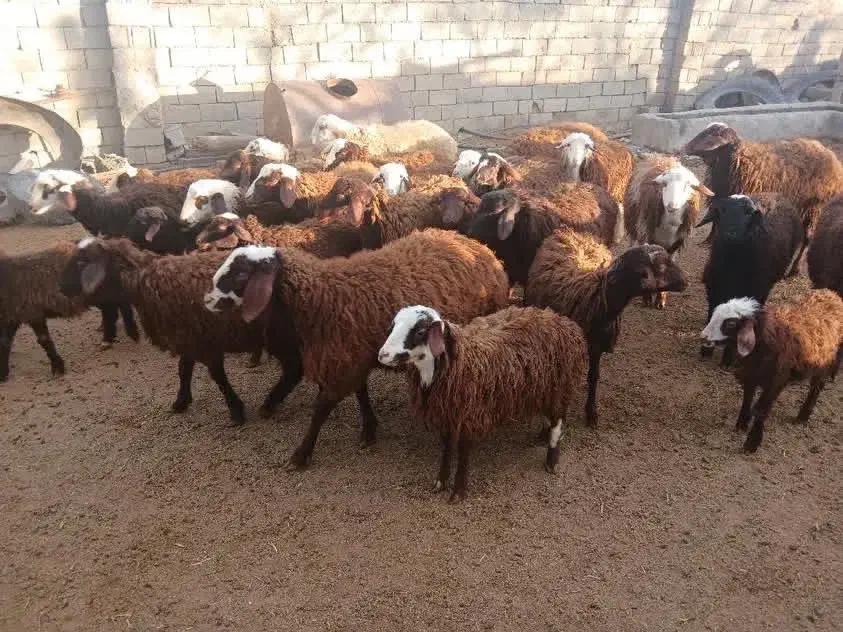 بره نر|حیوانات مزرعه|رامجین, |دیوار