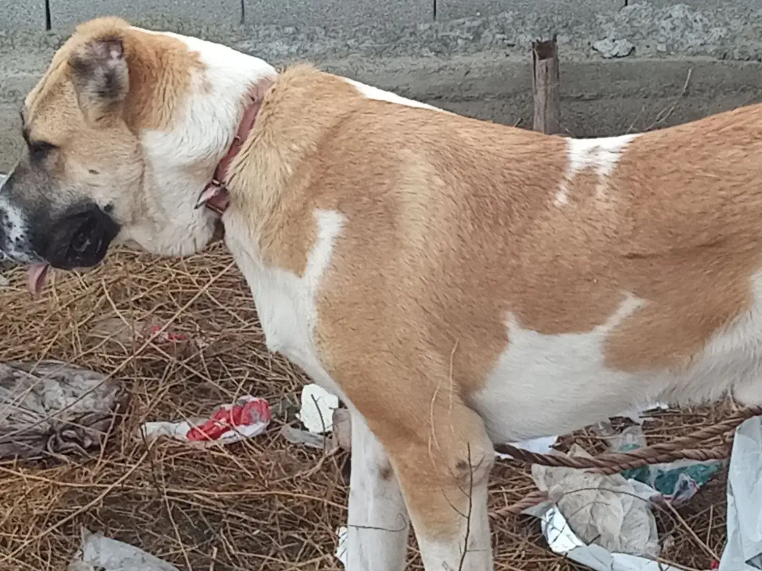 سگ الابای جوان ۸ ماهه|حیوانات|گمیشان, |دیوار