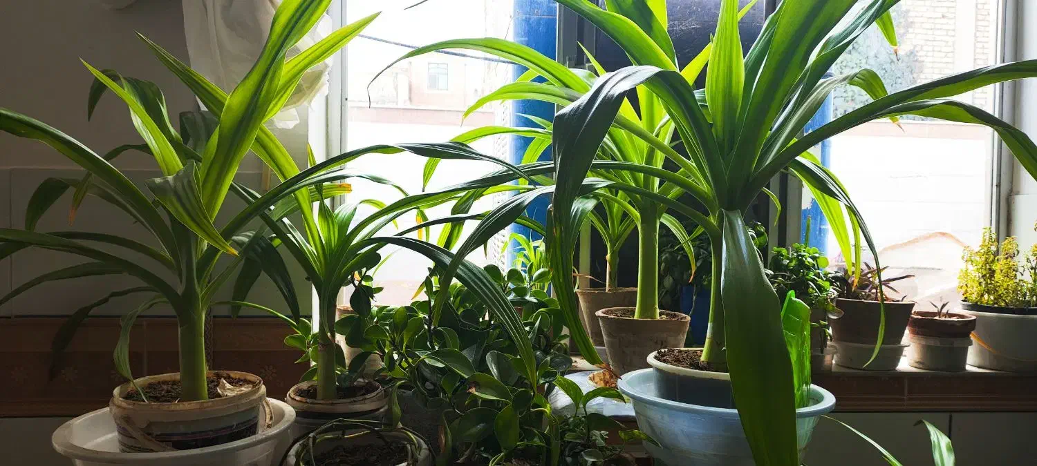 گل اشک ملکه یا سوسن عنکبوتی|گل و گیاه طبیعی|زیباشهر, |دیوار