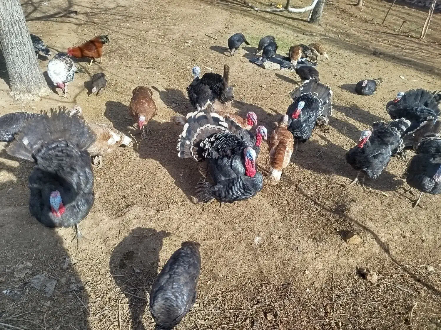 فروش|حیوانات مزرعه|خاوه, |دیوار