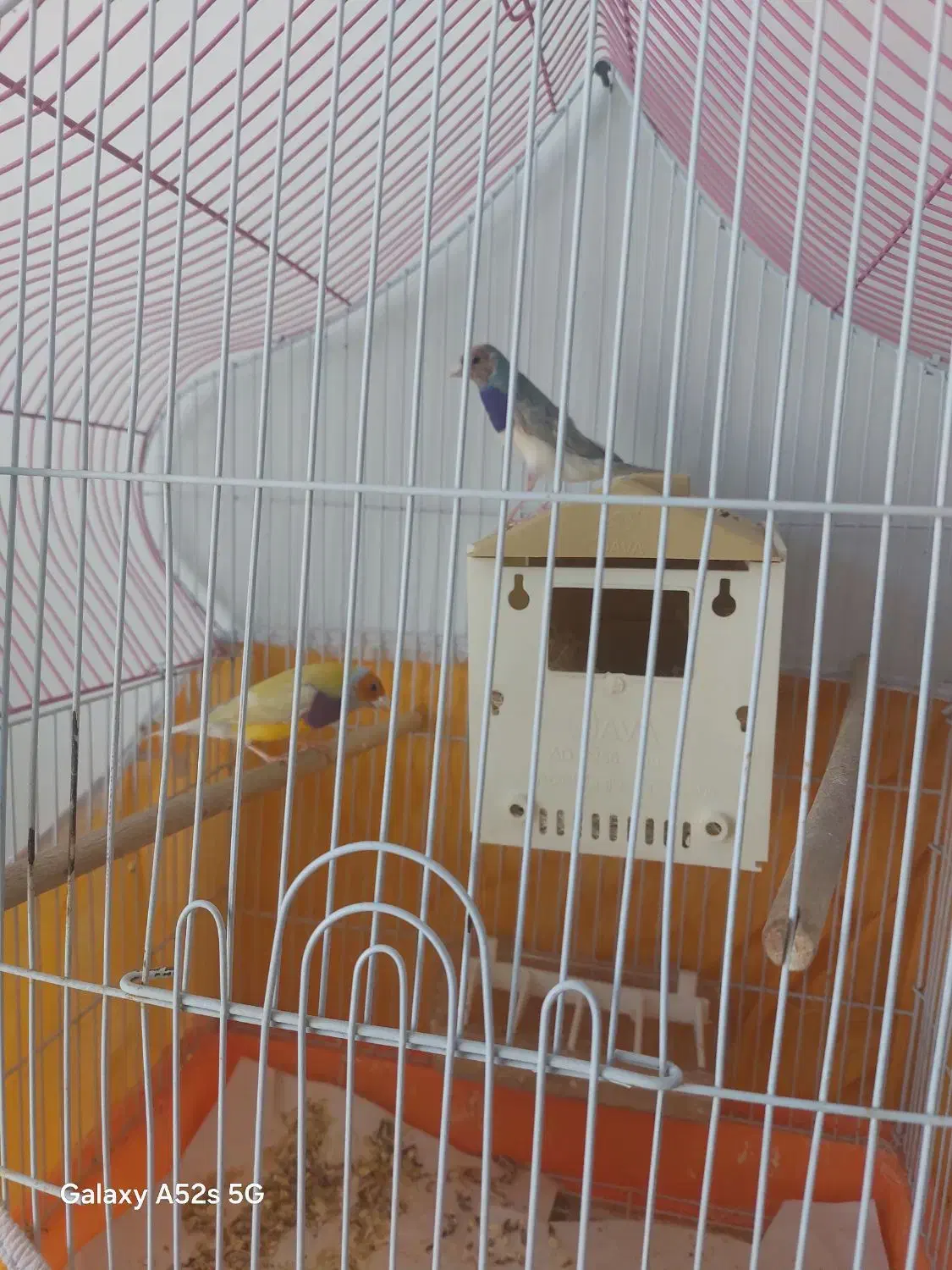 فنج گلدین|پرنده|سیرجان, |دیوار