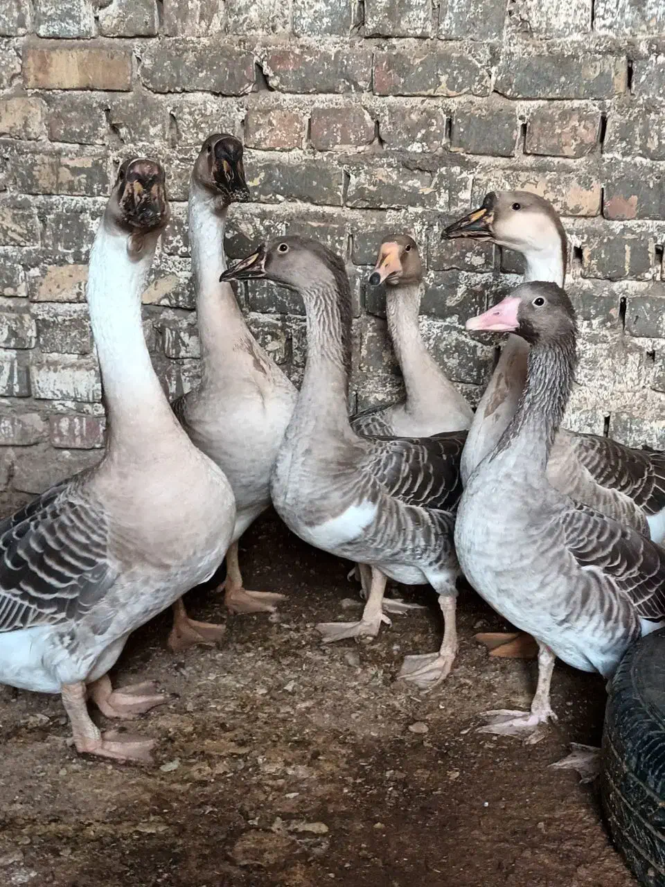 قوغاز و مرغ و خروس|حیوانات مزرعه|زابل, |دیوار