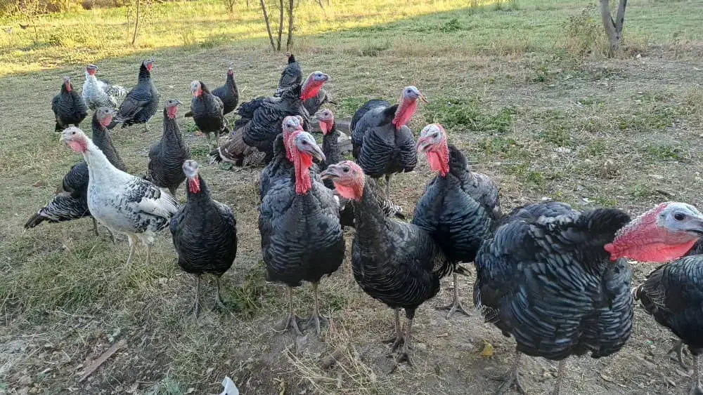 بوقلمون محلی|حیوانات مزرعه|نیر (اردبیل), |دیوار