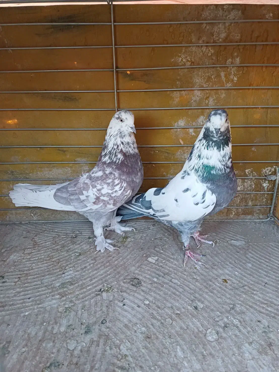 فروش کفتر|پرنده|اصفهان, خانه اصفهان|دیوار