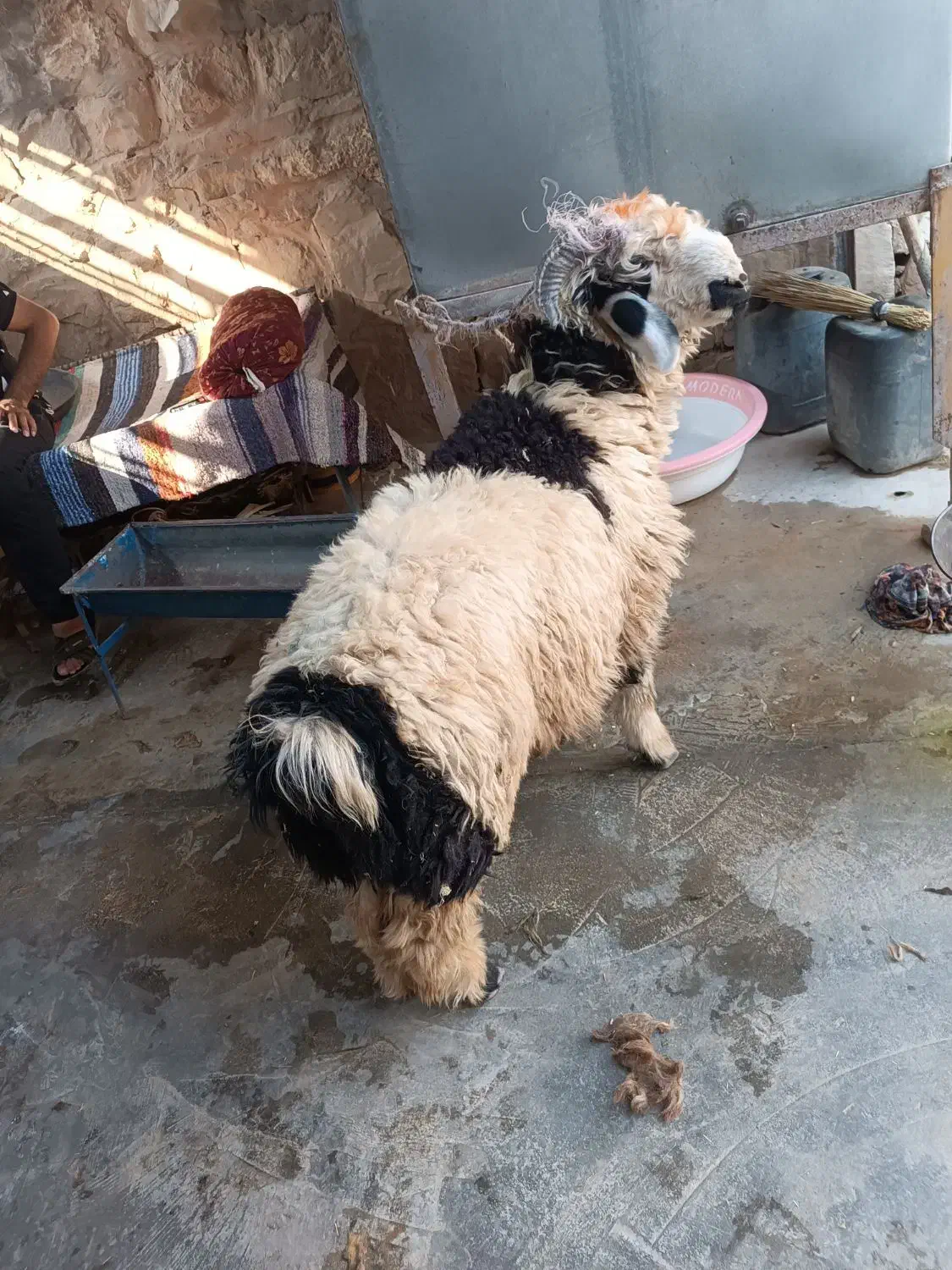 بره نر|حیوانات مزرعه|مسجد سلیمان, |دیوار