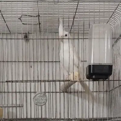 عروس هلندی البینو نر|پرنده|زاهدان, |دیوار