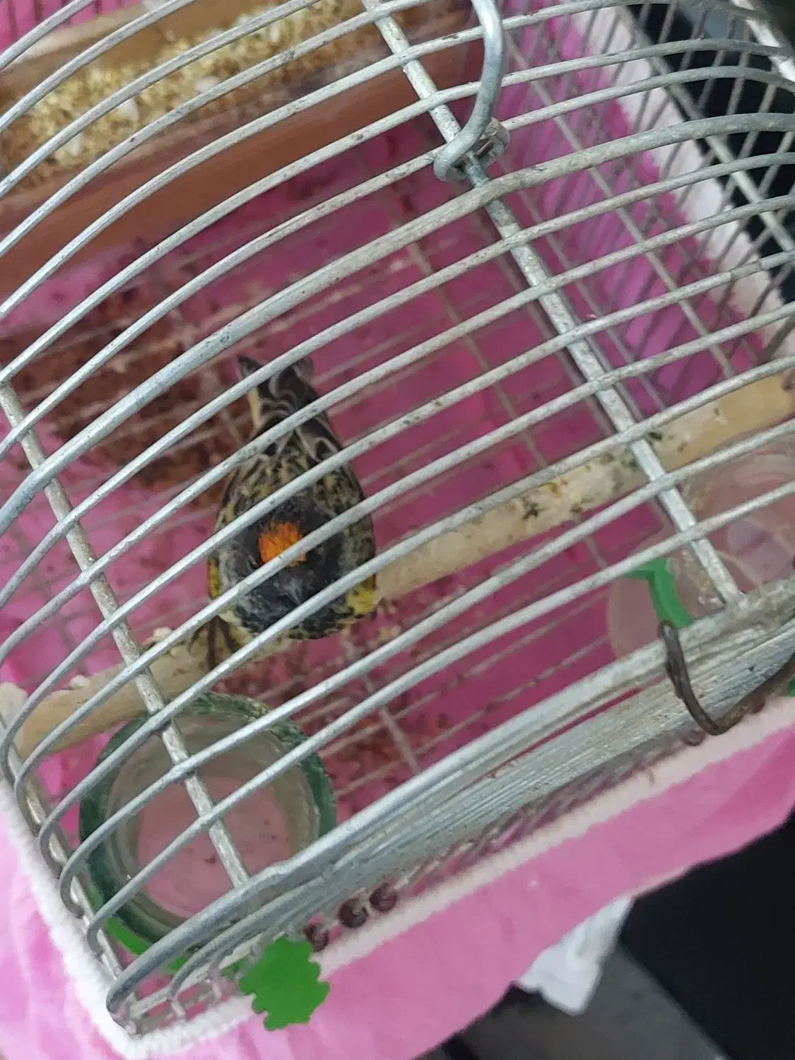 گلبسر دهن زن|پرنده|شیراز, کوشک میدان|دیوار