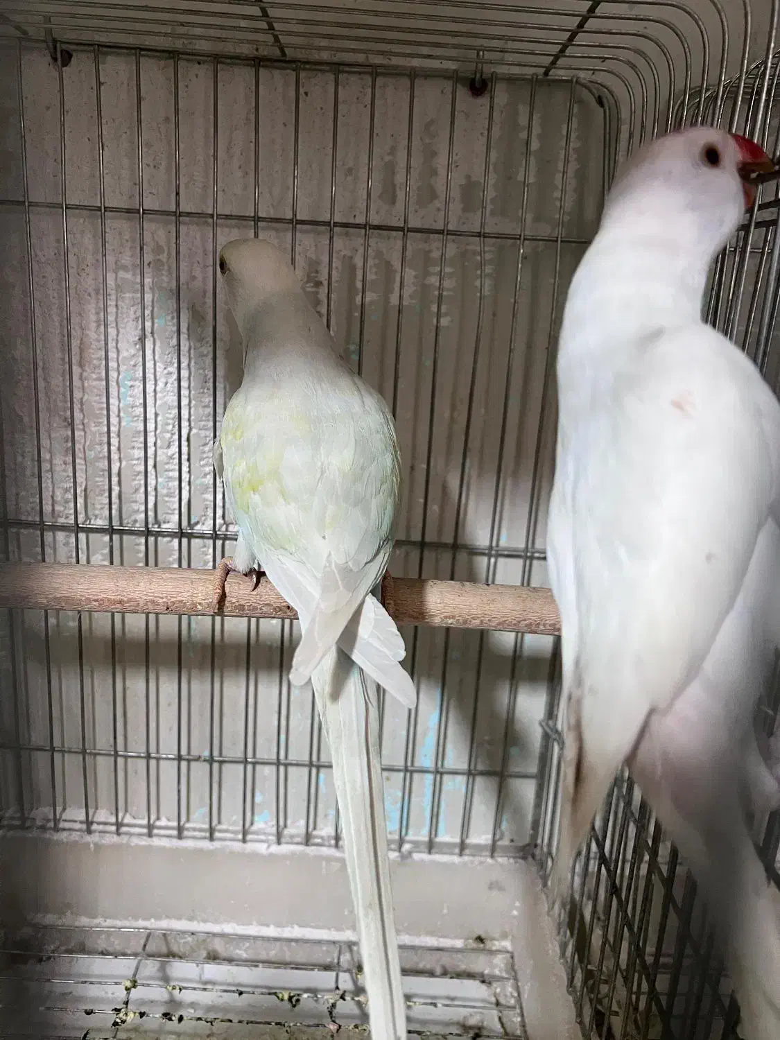 گرینچیک سرلاکی ملنگو رنگی شاه طوطی خورشیدی راهب|پرنده|شیراز, شهرک گلها|دیوار