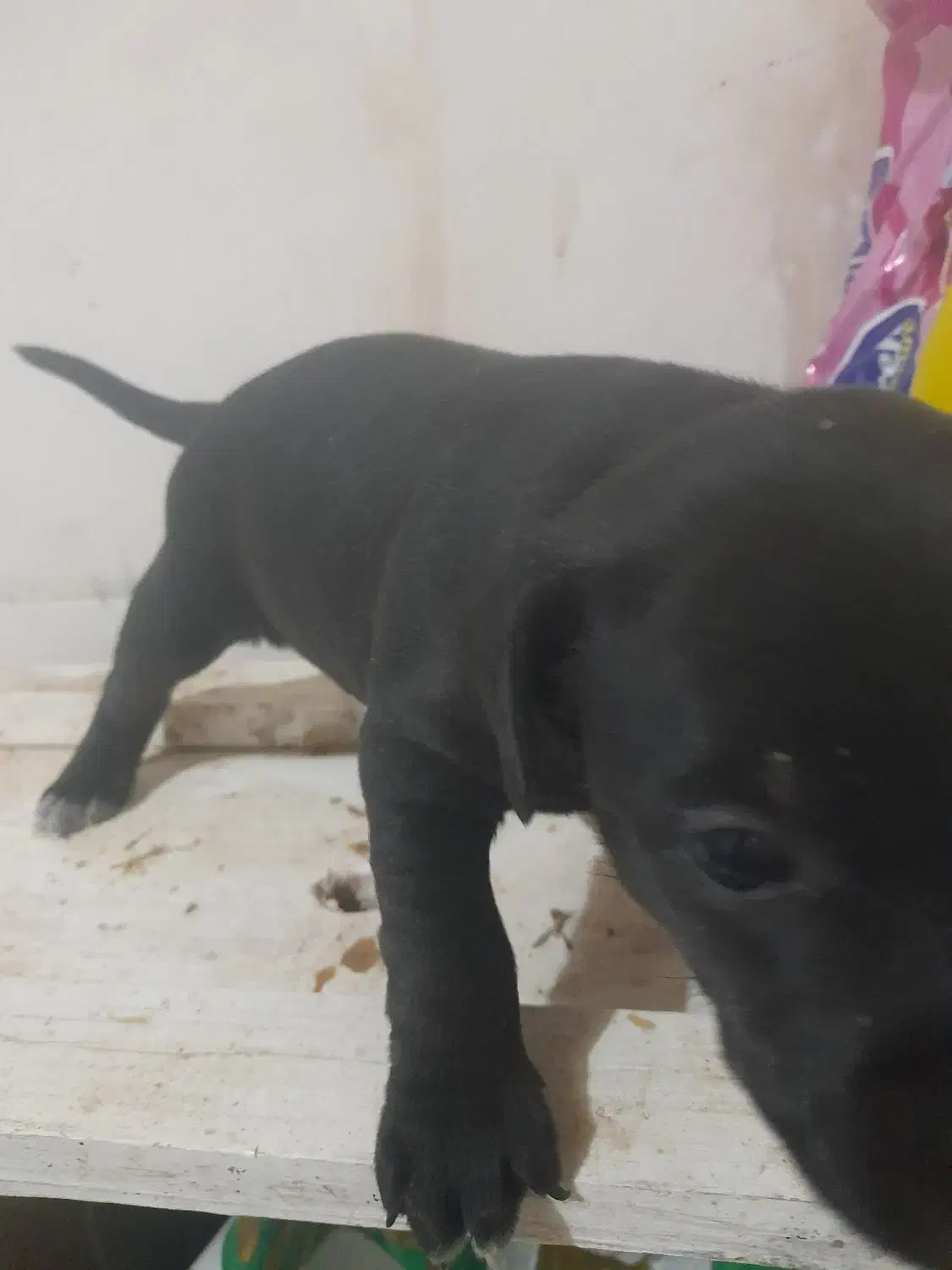 واگذاری توله سگ پیتبول|سگ|ساوه, |دیوار