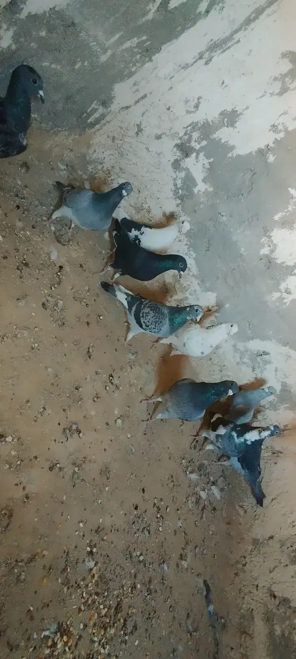 10نر جنگنده آلمانی شهرستان|پرنده|خاش, |دیوار