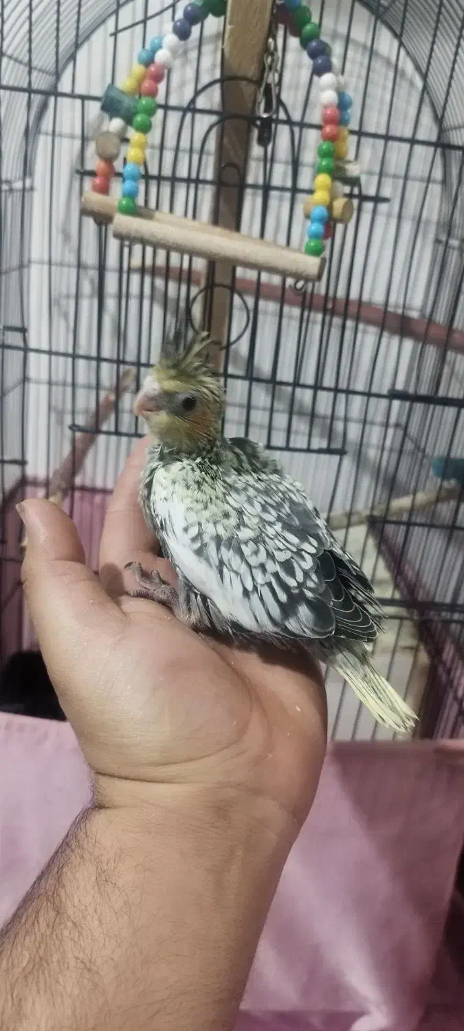 عروس هلندی - سرلاکی - دونخور - سخنگو|پرنده|اسلام‌شهر, شهرک مهدیه|دیوار