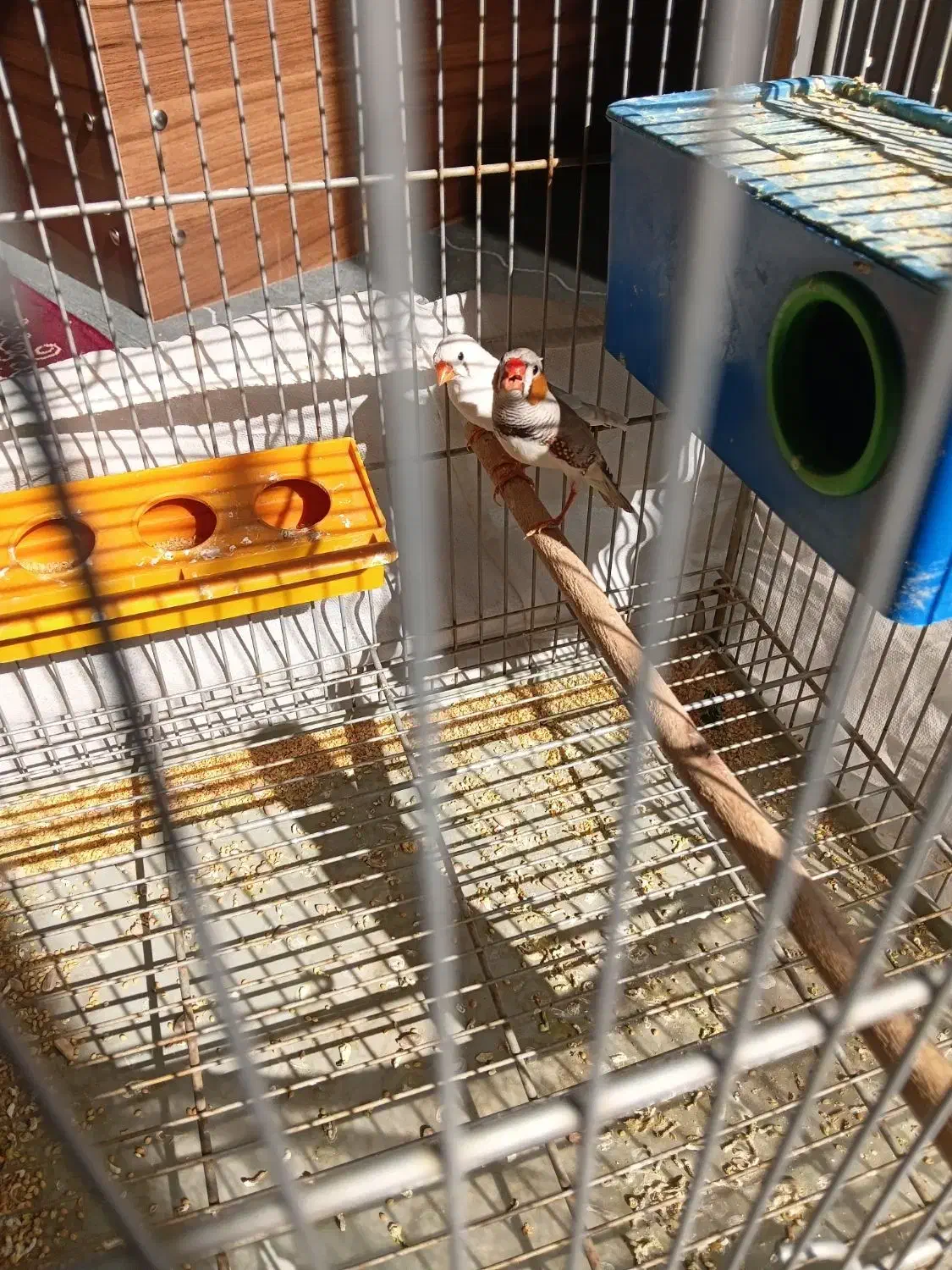 یه جفت فنچ با قفس وابخوری وجادونه ای|پرنده|شیراز, گلدشت معالیآباد|دیوار