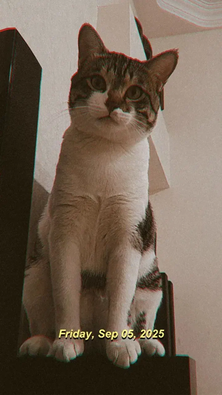 گربه|گربه|صفادشت, |دیوار