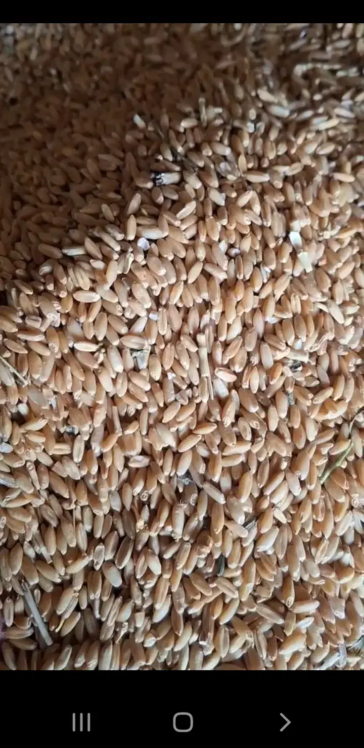 گندم دیم...|خدمات باغبانی و درختکاری|تیکمه داش, |دیوار