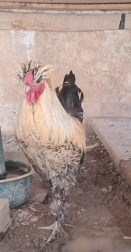 یک جفت سلطان و جوجه سلطان|حیوانات مزرعه|قم, انسجام|دیوار